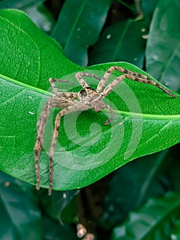 A dead spider stuck behind a leaf, an unknown spider. green foliage background that has fiber.