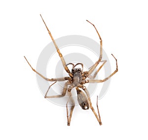 Dead spider viewed from below, Araneidae, isolated