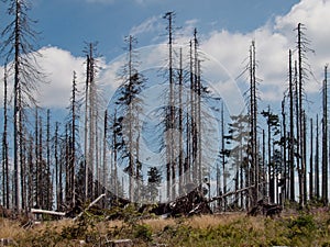 Dead spruce forest, ecological disaster