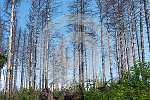 Dead spruces in Germany