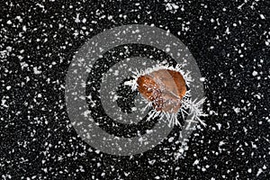 Dead standalone leaf macro covered with frost