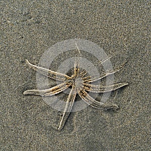 Dead starfish on a beach, New zealand