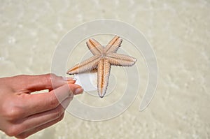 Dead starfish found in the ocean at Isla Holbox