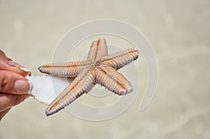 Dead starfish found in the ocean at Isla Holbox, Mexico