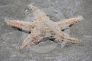 A dead starfish that washed up on the beach on Vancouver Island BC Canada.