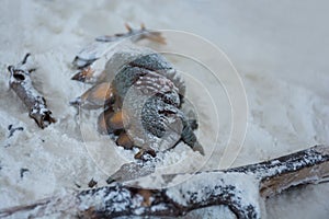 Dead stegosaurus under the snow in winter land