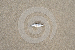 Dead small stickleback fish on the seashore. photo