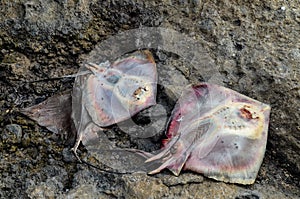 Dead Stingray Fish