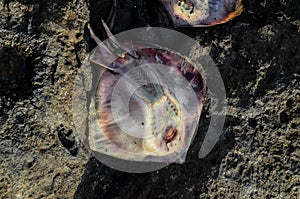 Dead Stingray Fish