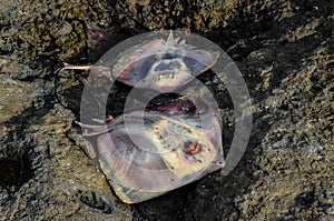 Dead Stingray Fish