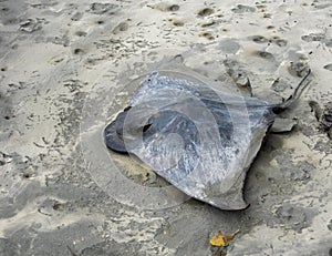 Dead stingray washed up on a sandy beach in New Zealand