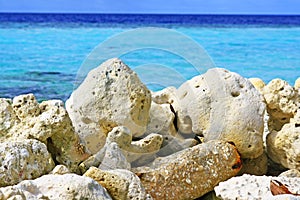 Dead stone coral maldives