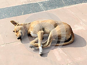 A dead stray dog sleeping on the footpath ground.