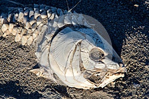 Dead suffocated fish skeleton