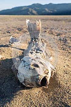 Dead suffocated fish skeleton