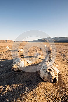 Dead suffocated fish skeleton