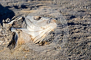 Dead suffocated fish skeleton