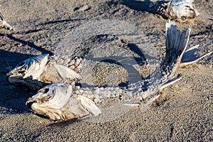 Dead suffocated fish skeleton
