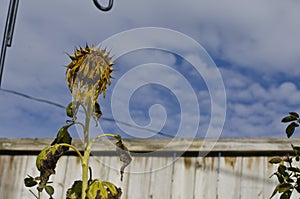 A dead sunflower in the backyard