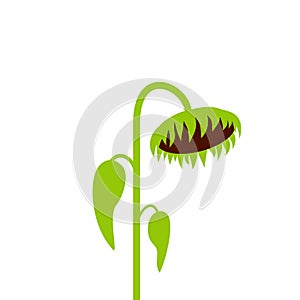 Dead Sunflower clipart