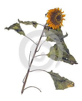 Dead sunflower- patient skin concept