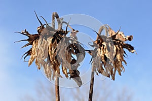 Dead sunflowers in winter with blue sky