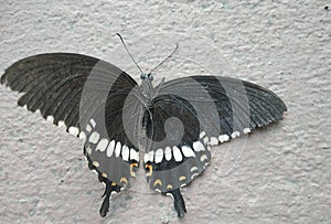 A dead swallowtail colorful butterfly lying dead