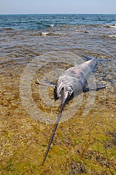 Dead swordfish on the beach