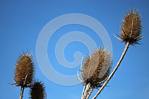 Dead teasel flowerheads against clear blue sky photo