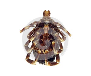 Dead tick ventral view