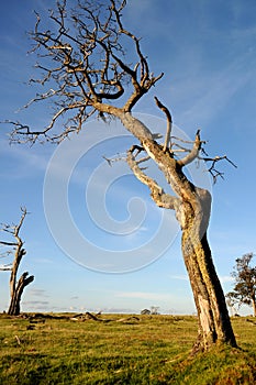 Dead Tree