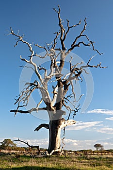 Dead tree