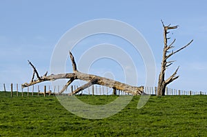 Dead Tree