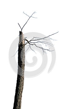 Dead tree