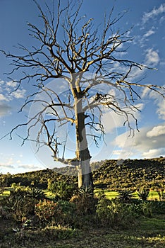 Dead tree