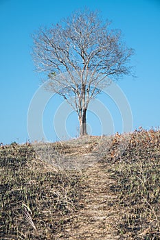 Dead tree