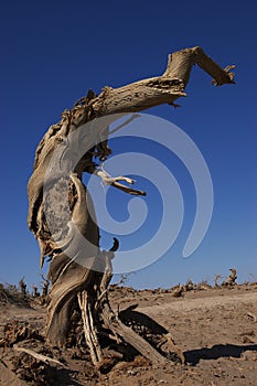Dead tree