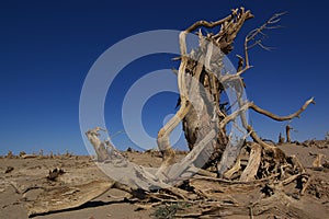 Dead tree