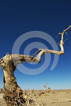 Dead tree