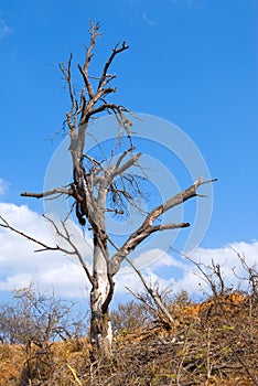 Dead tree