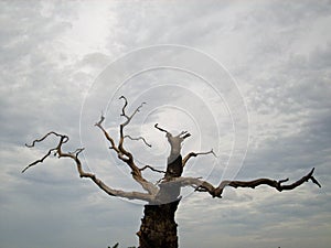 Dead tree