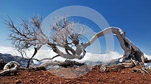 Dead tree above the clouds