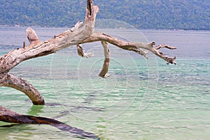 Dead Tree at Adang Rawee Beach Thailand