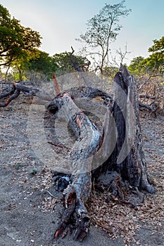 Dead tree in African landscape