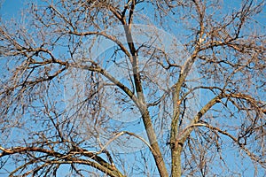 Dead tree against the blue sky