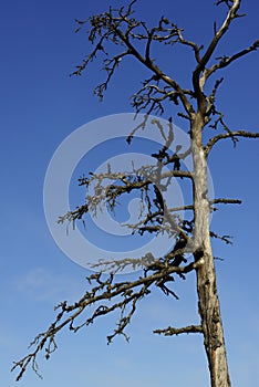 Dead tree against a blue sky