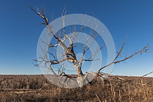 Dead tree against blue sky and autumn forest. Russia