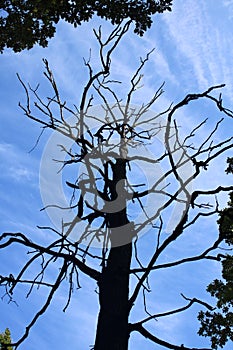 A dead tree against a clear sky