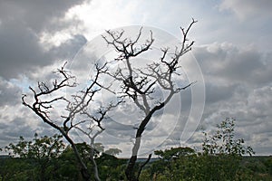 DEAD TREE AGAINST CLOUDED SKY AND GREEN LANDSCAPE