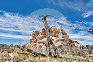 Dead tree against rock formations and blue sky at Joshua Tree National Park